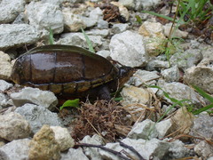 Kinosternon subrubrum