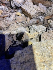 Sabulodes edwardsata