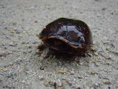 Kinosternon subrubrum