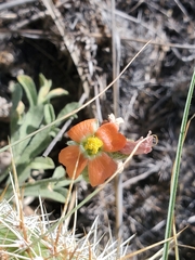 Sphaeralcea coccinea