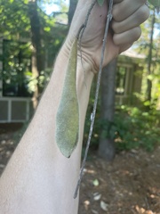Wisteria sinensis