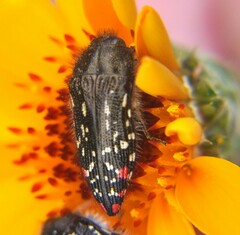Acmaeodera rubronotata