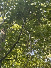 Wisteria sinensis