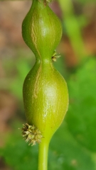 Neolasioptera boehmeriae