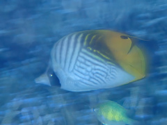 Chaetodon auriga