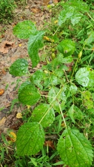 Neolasioptera boehmeriae