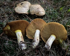 Suillus weaverae