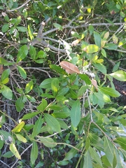 Quercus laurifolia