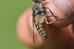 Hybomitra