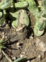 Gelastocoris oculatus