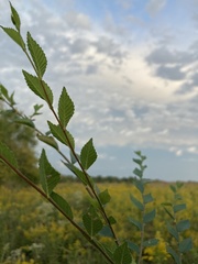 Ulmus