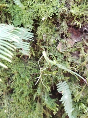 Cladoxerus