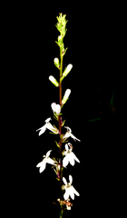 Lobelia spicata