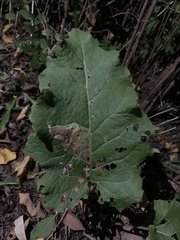 Phytomyza albiceps group