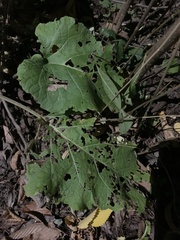 Phytomyza albiceps group