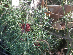 Isopogon ceratophyllus