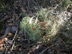 Isopogon ceratophyllus