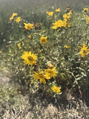 Grindelia squarrosa