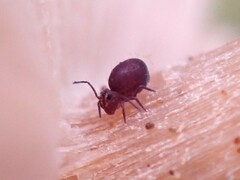 Dicyrtomidae