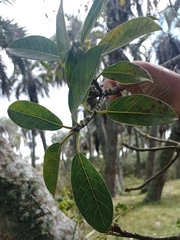 Ficus luschnathiana