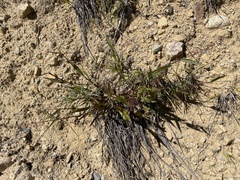 Dichanthelium sphaerocarpon