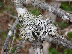 Hypogymnia enteromorpha