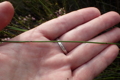 Elegia hookeriana