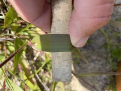 Dichanthelium sphaerocarpon