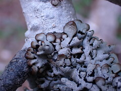 Hypogymnia enteromorpha