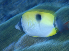 Chaetodon unimaculatus