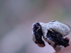 Hypogymnia enteromorpha