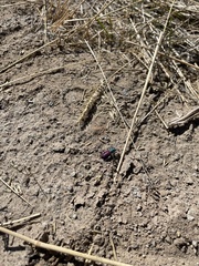 Cicindela scutellaris