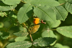 Phragmidium rosae-multiflorae