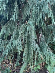 Cupressus nootkatensis