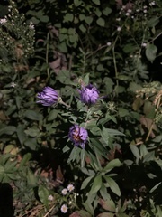 Campanula glomerata