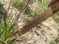 Dichanthelium sphaerocarpon