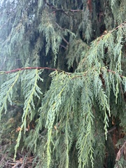 Cupressus nootkatensis