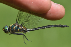 Somatochlora semicircularis
