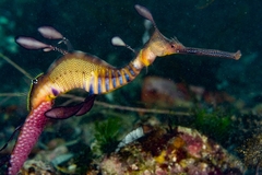 Phyllopteryx taeniolatus