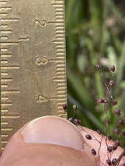 Dichanthelium sphaerocarpon