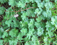 Geranium molle