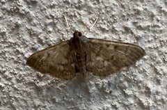 Herpetogramma aeglealis