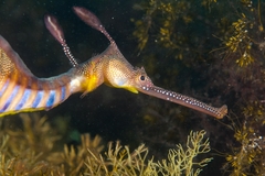 Phyllopteryx taeniolatus