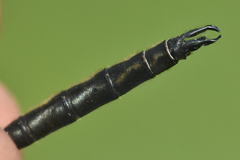 Somatochlora semicircularis