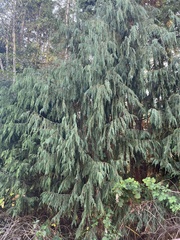 Cupressus nootkatensis