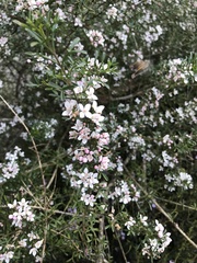 Cyanothamnus anemonifolius