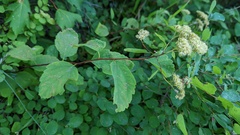 Spiraea betulifolia