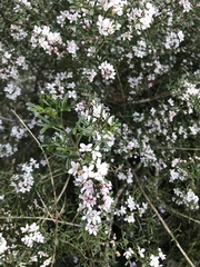 Cyanothamnus anemonifolius