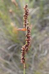 Elegia hookeriana