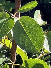 Amelanchier utahensis